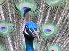 peacock.33