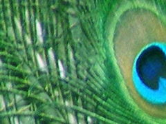 peacock.42a