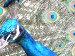 peacock.44